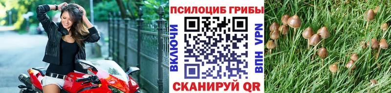 сайты даркнета телеграм  Снежногорск  Псилоцибиновые грибы GOLDEN TEACHER 